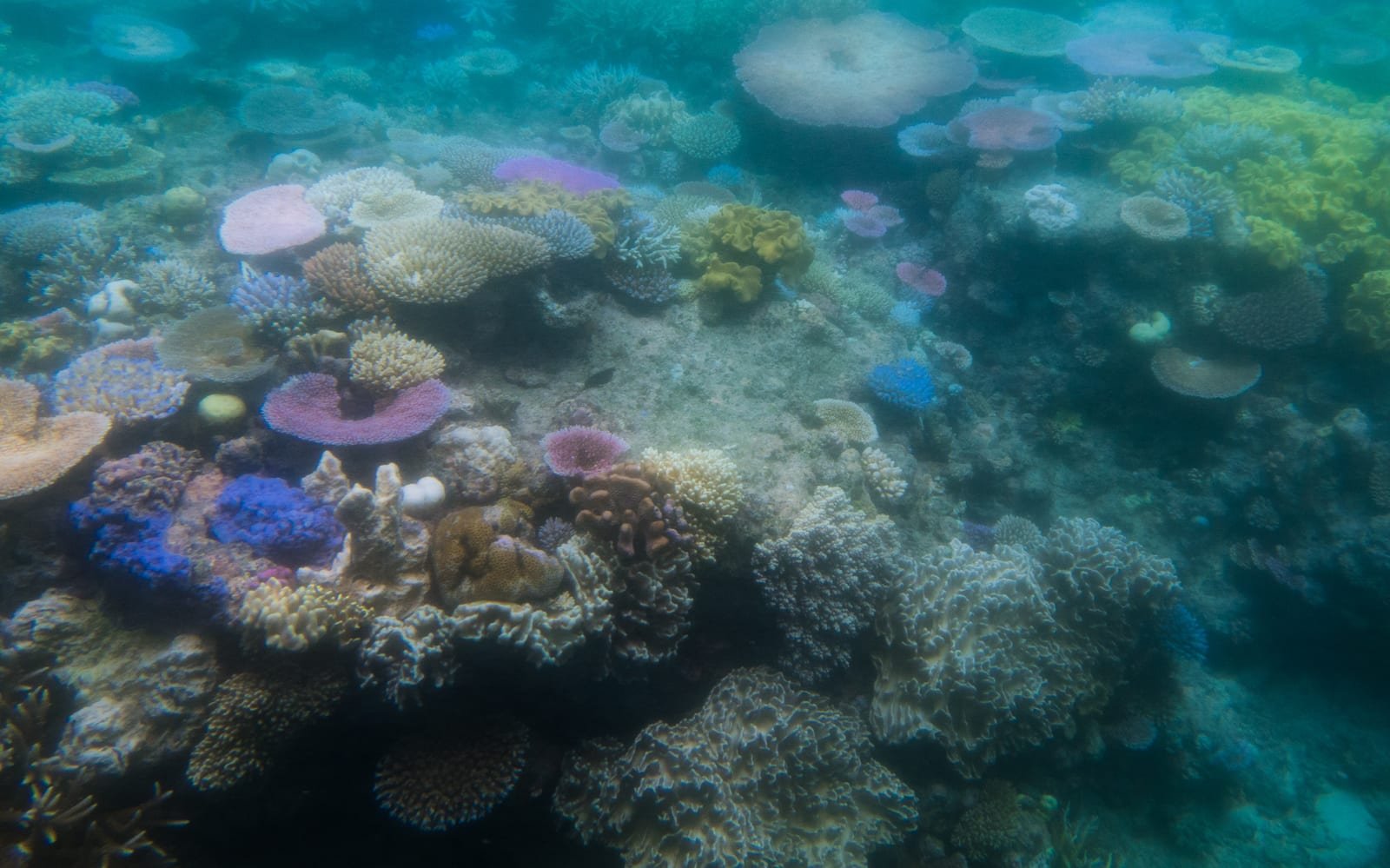 Coral Reef Bleaching