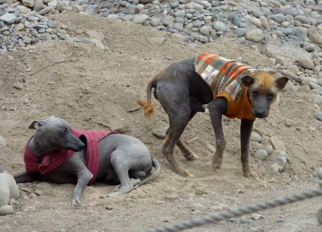 Peruvian hairless dog Huaca Pucllana