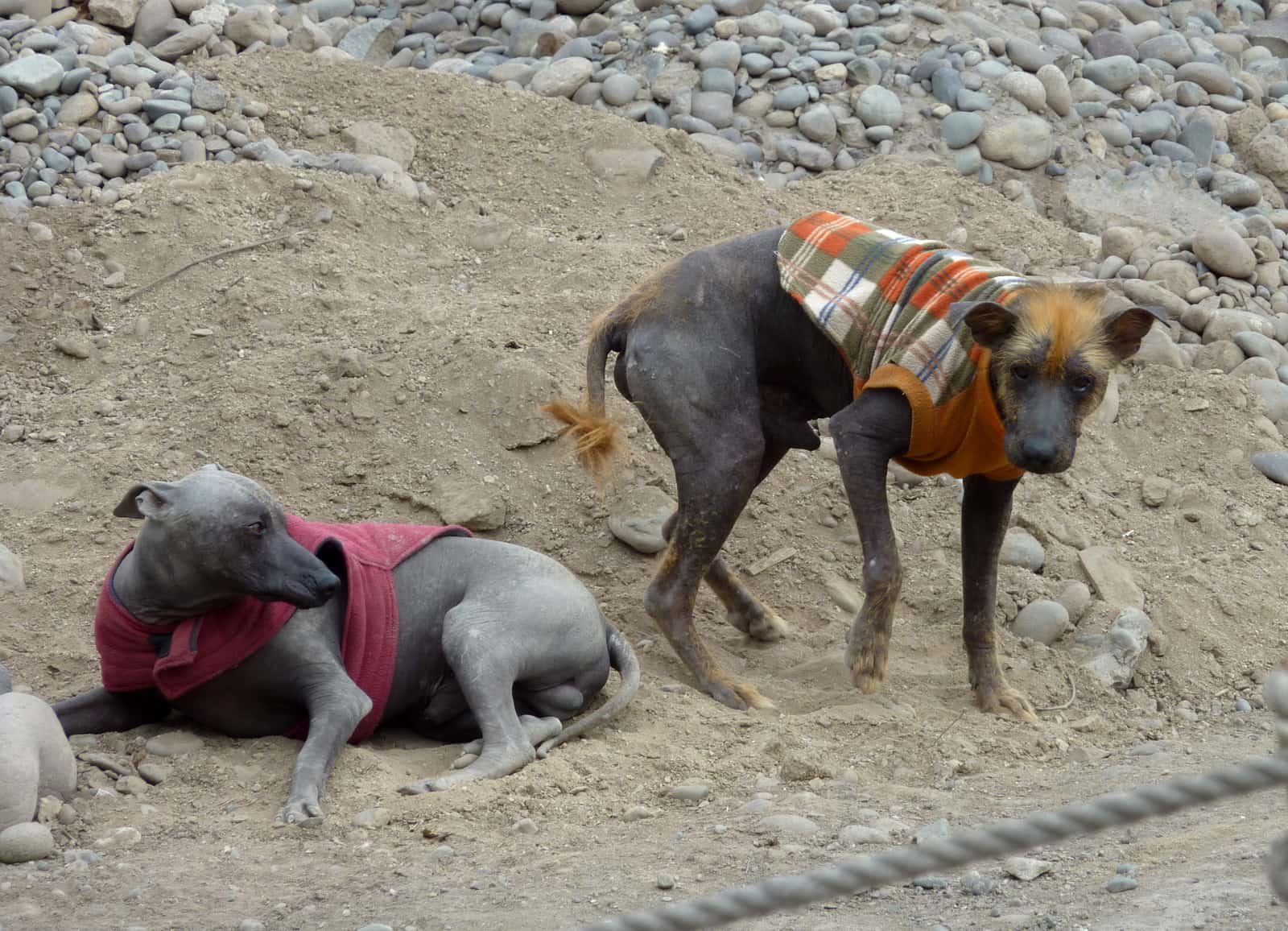 Peruvian hairless dog Huaca Pucllana