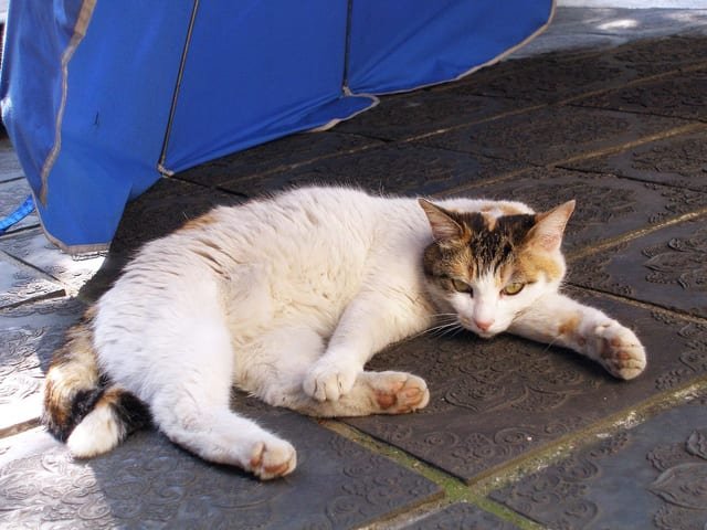 A cats' way to shelter from the summer heat